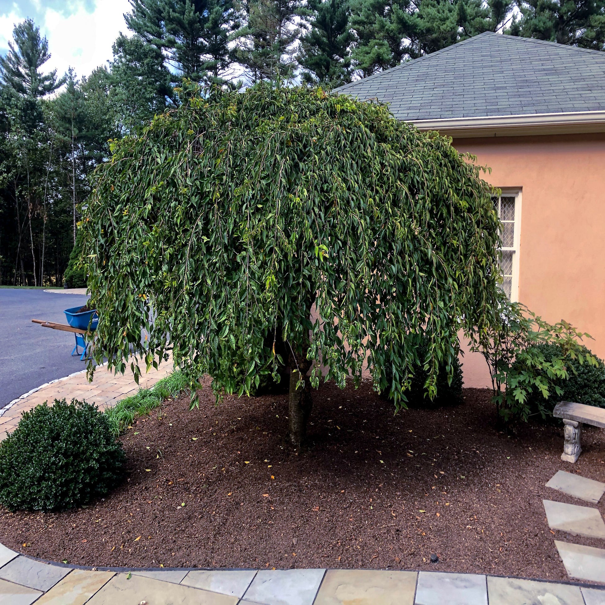 Japanese Weeping Sakura Cherry blossom tree with weeping green leaves in yard landscape beside of house. (Prunus subhirtella var. pendula)