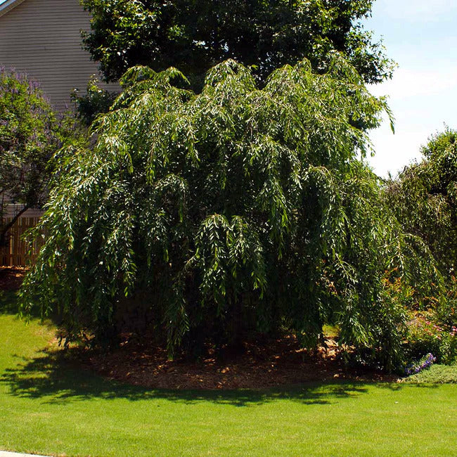 Japanese Weeping Sakura Cherry blossom tree with hanging green leaves in yard landscape. (Prunus subhirtella var. pendula)