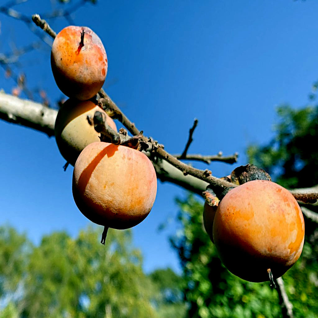 Ripe persimmons on a tree branch with a clear blue sky background
