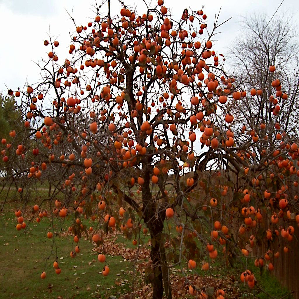 Tree with numerous persimmon fruits on a grassy field