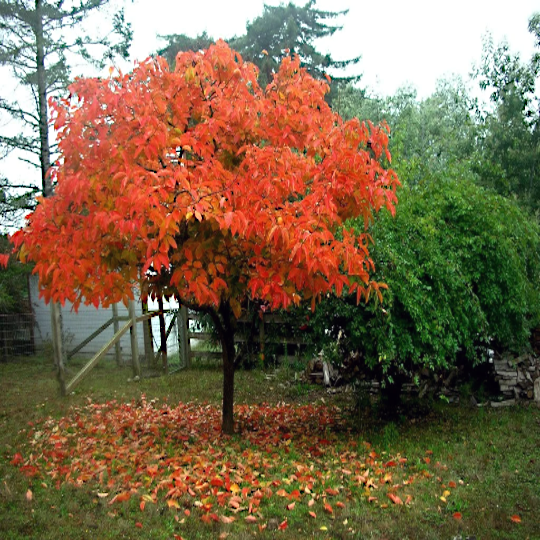 American Persimmon Tree with vibrant red leaves in a garden setting