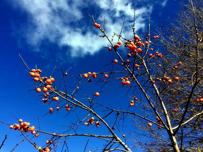 Tree branches with persimmon fruits against a blue sky