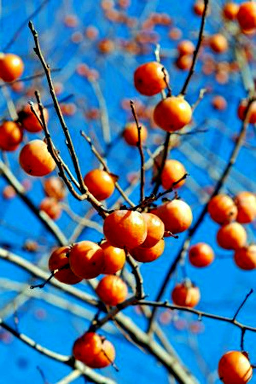 Common persimmon fruits hanging from branches with blue sky background. 