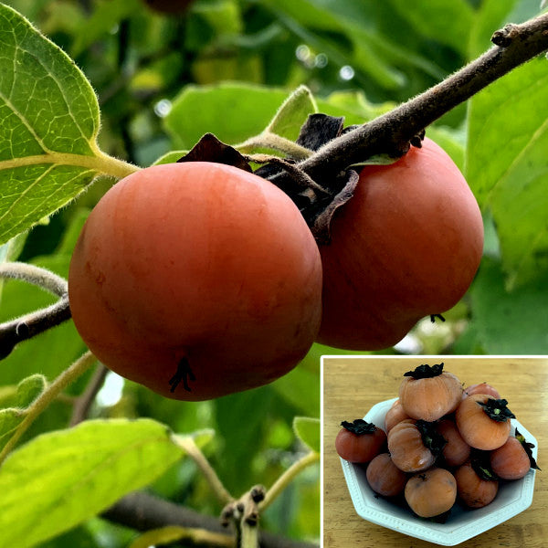 Two persimmons on a branch with an inset showing more persimmons in a bowl.