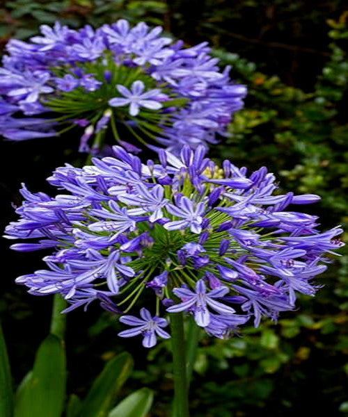 Close-up of Blue Lily of the Nile Agapanthus flowers with green leaves.