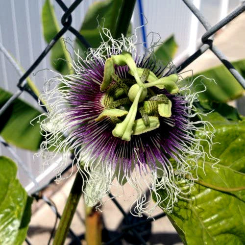 View of purple passionfruit flower vine growing on a fence.