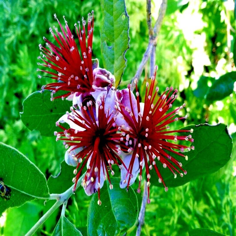 Red and pink flowers blooming on Pineapple guava tree with green leaf background. 