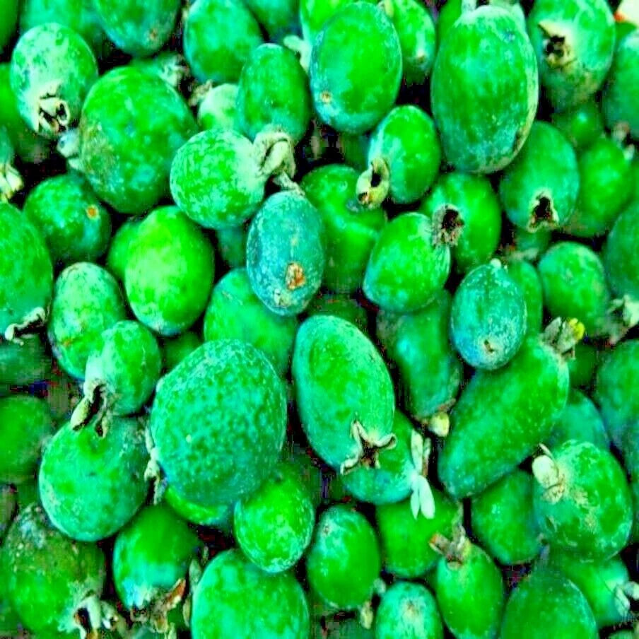 Pineapple Guava Tree Seeds (Feijoa sellowiana) Brazilian Fig Guava Fruit | Tropical Flower