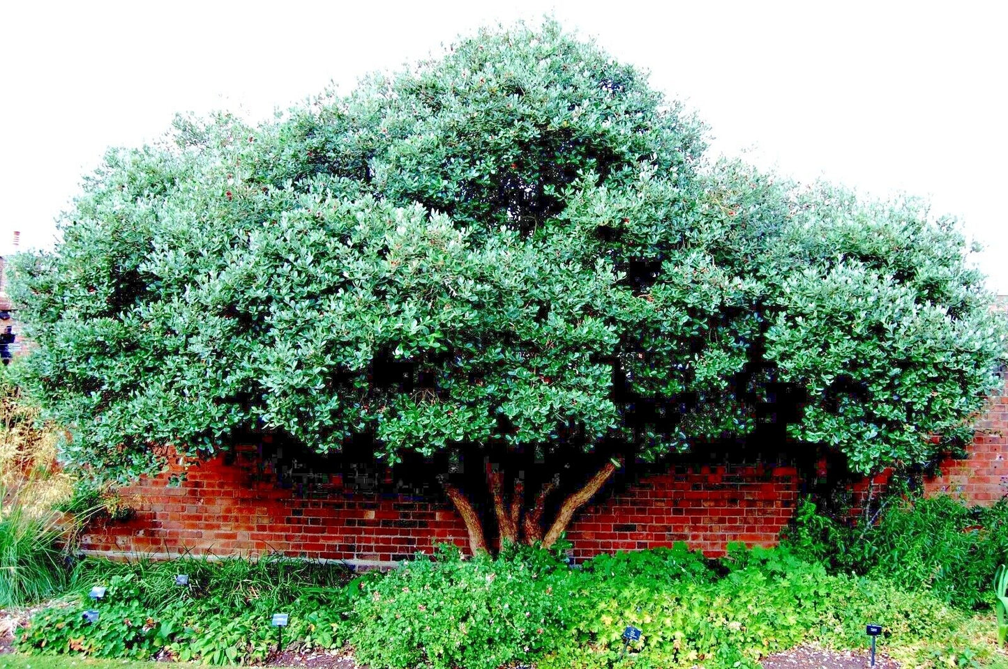 Large green Pineapple guava tree in landscape against brick wall. 