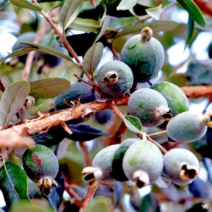 Pineapple guava, the Brazilian Fig, growing on branch with green leaves. (Feijoa sellowiana)