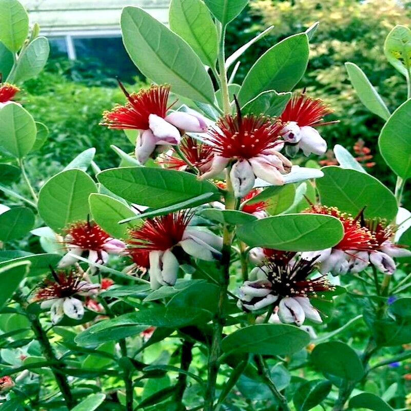 Red flowers blooming on Pineapple guava tree with green leaves. 