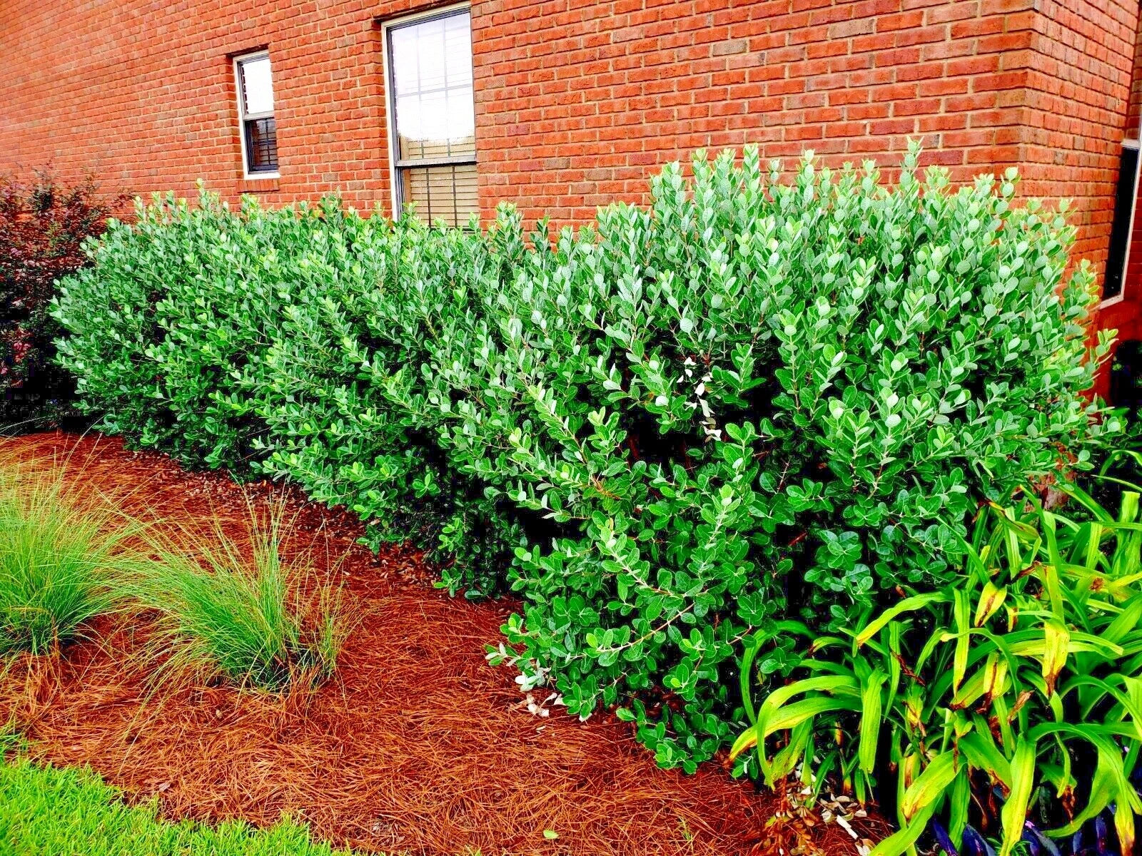 Pineapple guava trees against brick wall in landscape border along side of house. (Feijoa sellowiana)