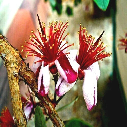 Two red and yellow pineapple guava flowers blooming on brown branch. 