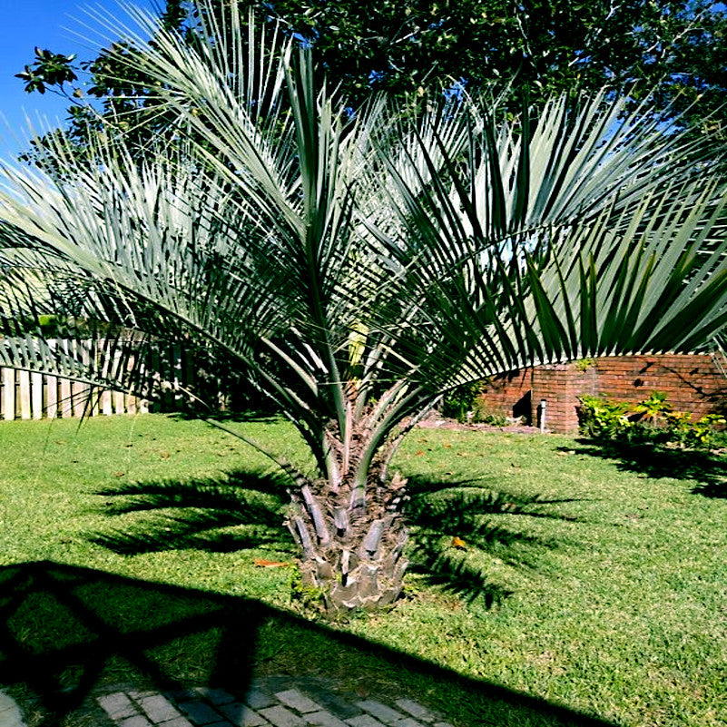 Jelly Palm tree in a garden with grass and a fence in the background