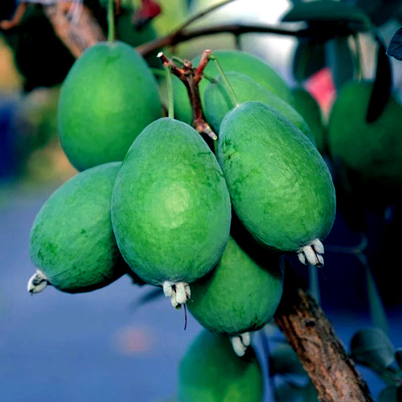Green Pine Apple Guava Fruits hanging from branch with dark blue background. Brazilian Fig, (Feijoa sellowiana)