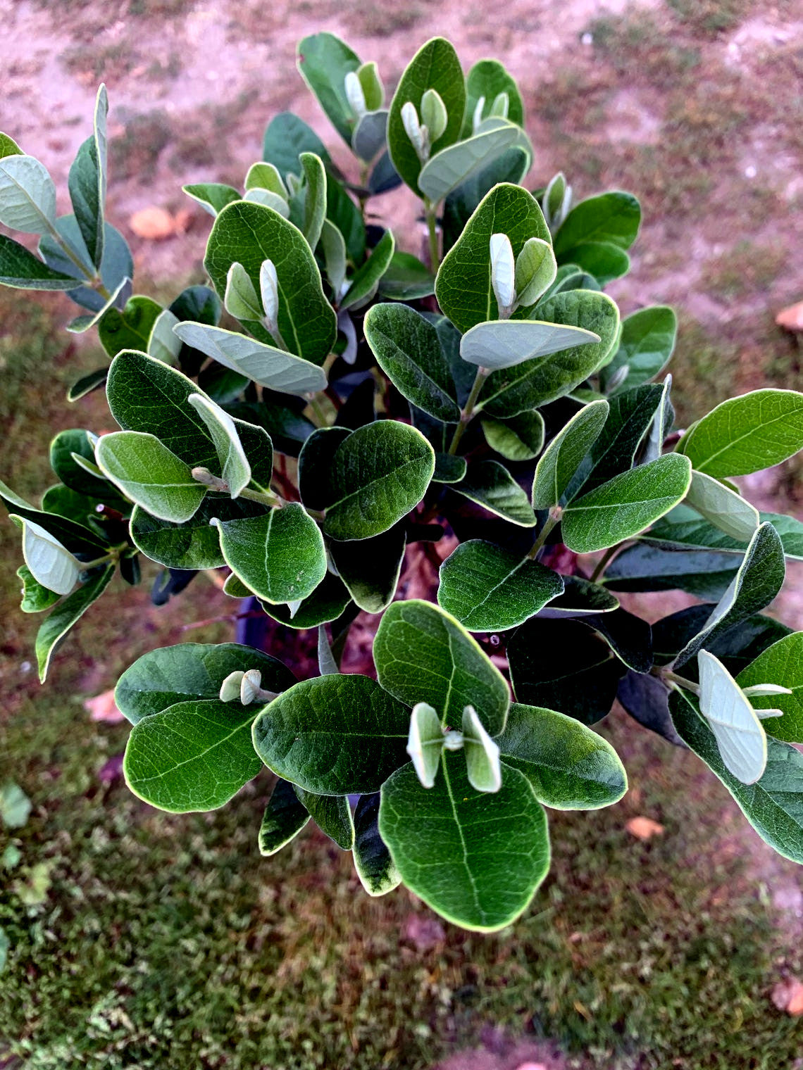 Pineapple guava plant starting in container with new green leaves. (Feijoa sellowiana)