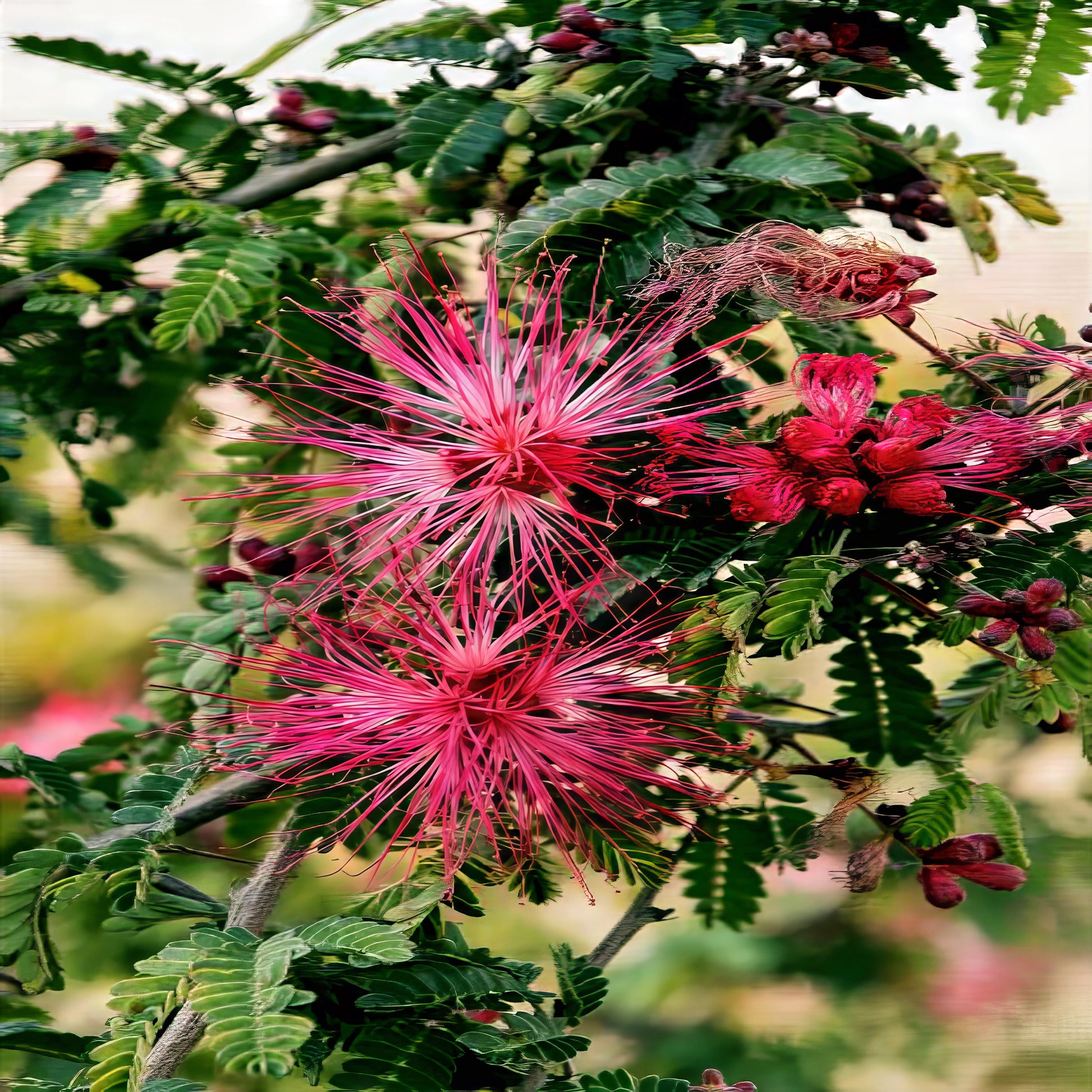 Close-up of pink Fairy duster flower clusters with green leaves on a blurred natural background. (Calliandra eriophylla)