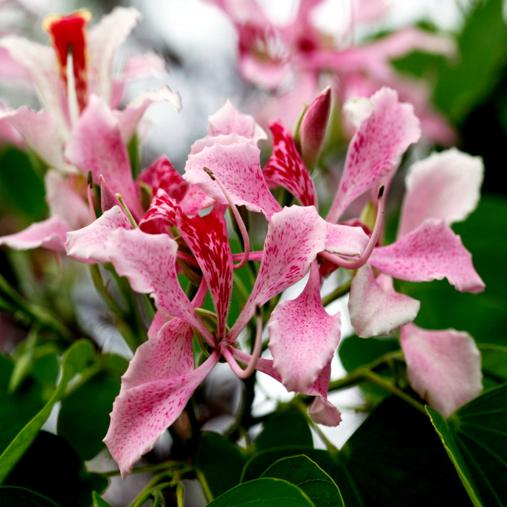 Close-up of pink and red Orchid tree flowers with green leaves. (Bauhinia monandra)