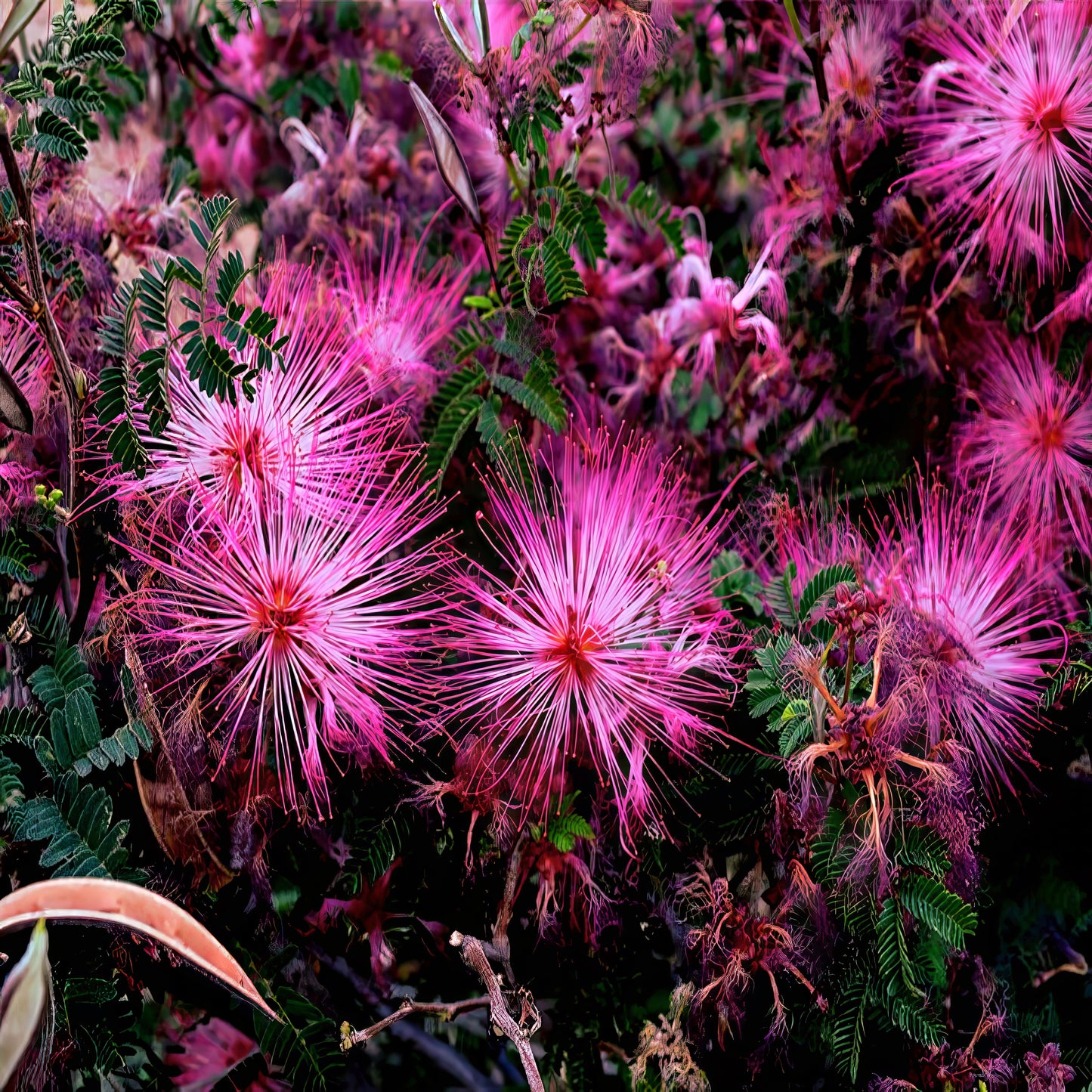 Close-up of pink Fariy Duster flowers with green leaves. (Calliandra eriophylla)