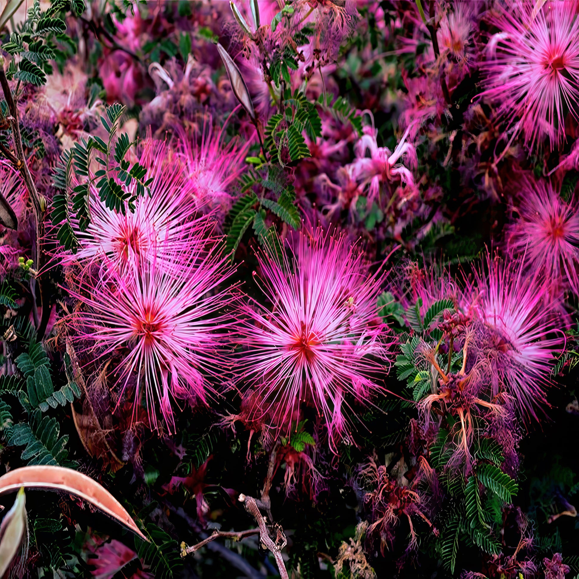 Close-up of pink Fariy Duster flowers with green leaves. (Calliandra eriophylla)