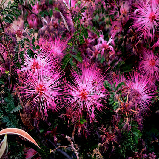 Close-up of pink Fariy Duster flowers with green leaves. (Calliandra eriophylla)