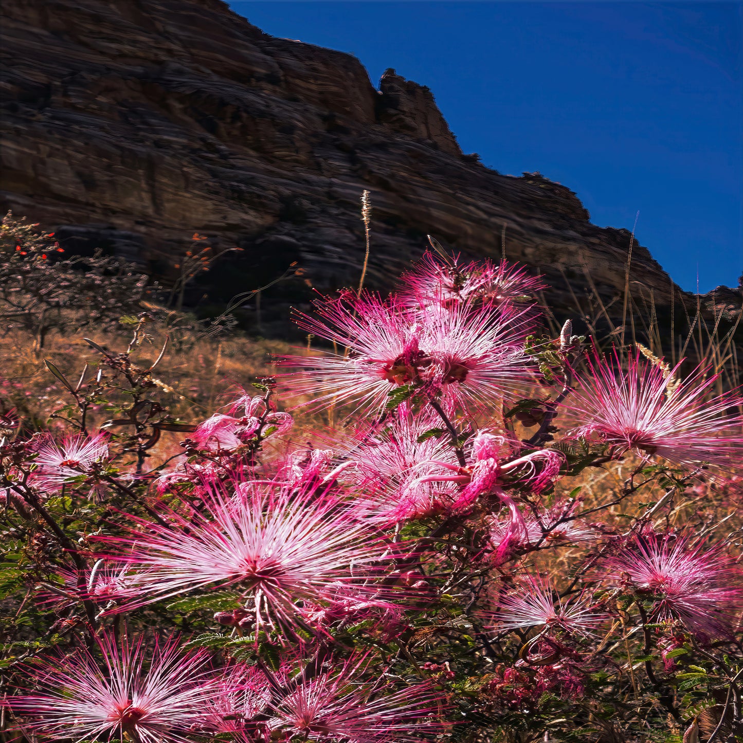 Pink flowering Fairy Duster plants against a rocky cliff and blue sky. (Calliandra eriophylla)