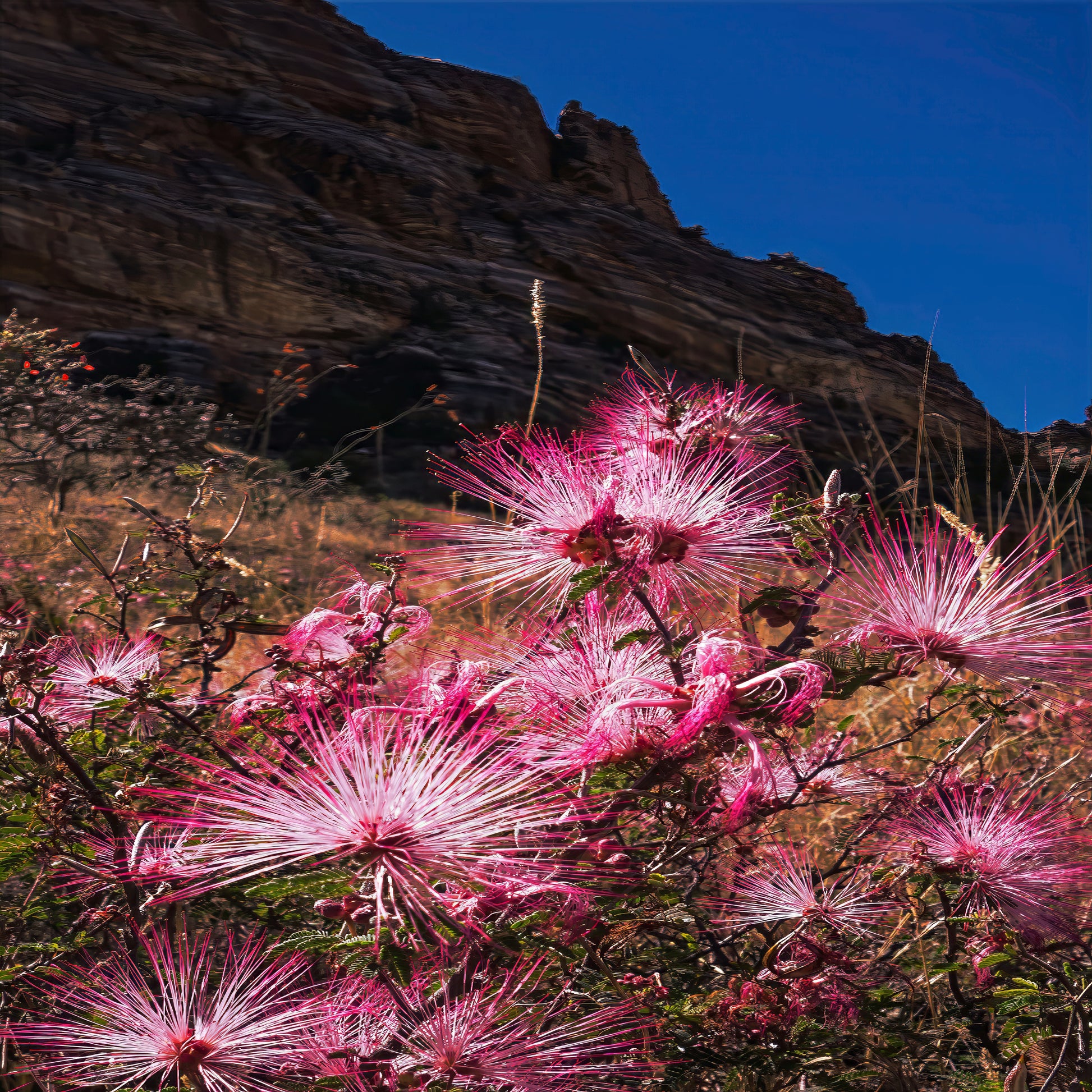 Pink flowering Fairy Duster plants against a rocky cliff and blue sky. (Calliandra eriophylla)