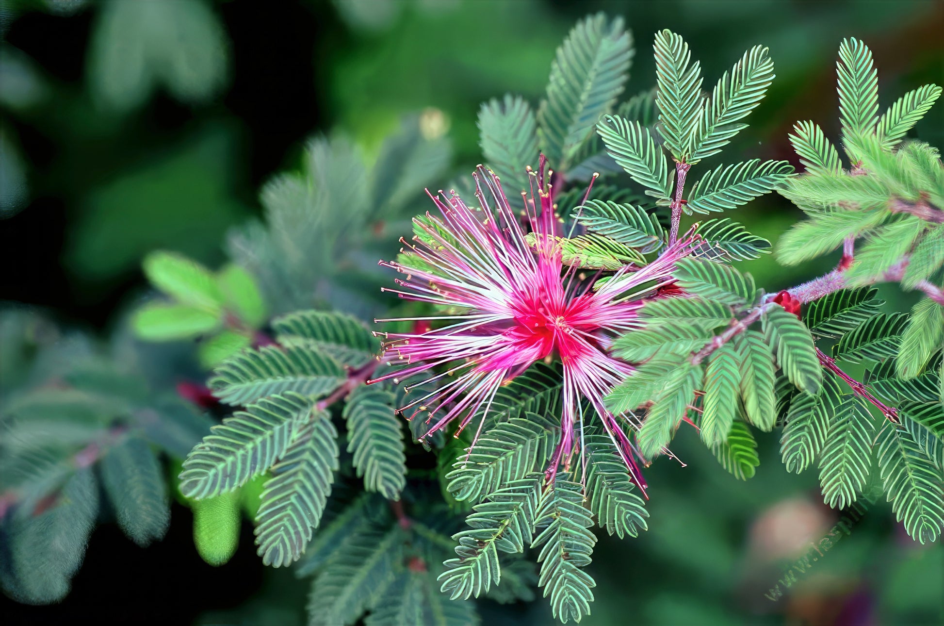Close-up of a pink Fairy Duster flower with green leaves on a blurred green background. (Calliandra eriophylla)