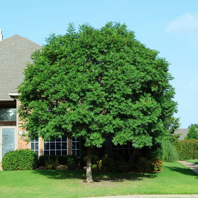 Large green Chinese Pistachio tree in front of a house with a clear blue sky. (Pistacia chinensis)