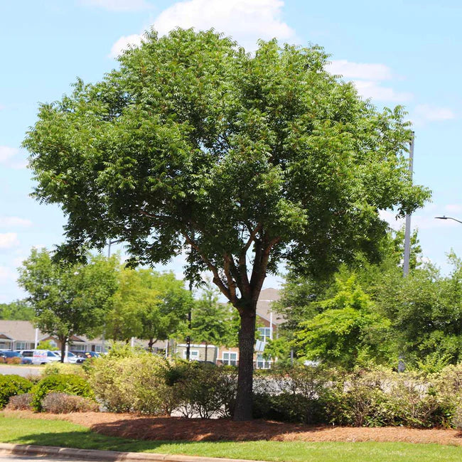 Large Chinese Pistachio tree in a park-like setting with a clear blue sky. (Pistacia chinensis)