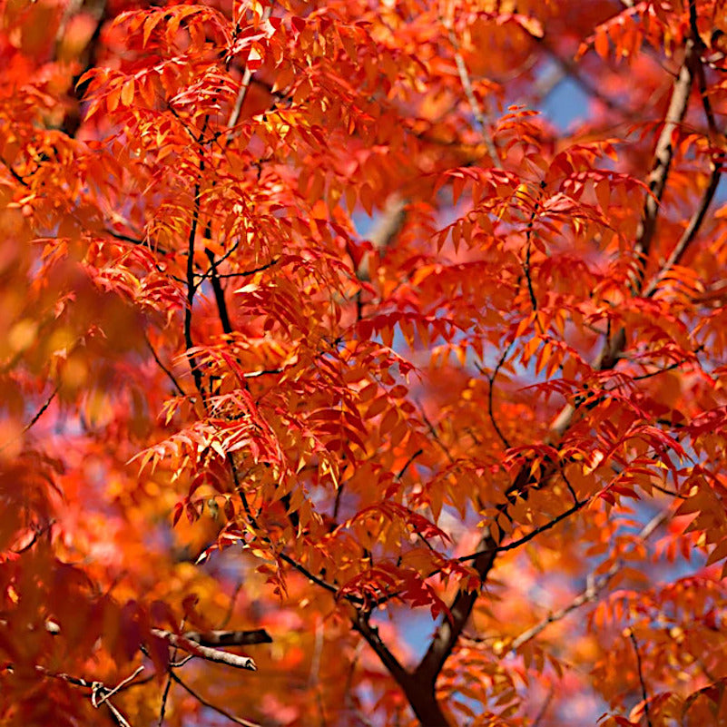 Close-up of vibrant red and orange autumn Chinese pistachio leaves on a tree branch. (Pistacia chinensis)