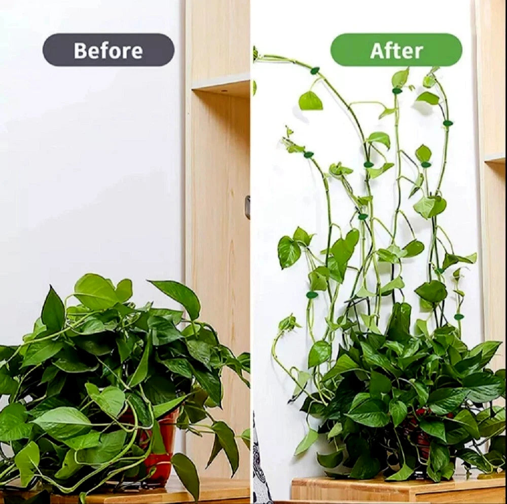 Before and after comparison of a potted plant on a wooden shelf showing plant wall clips supporting vines growing up wall. 