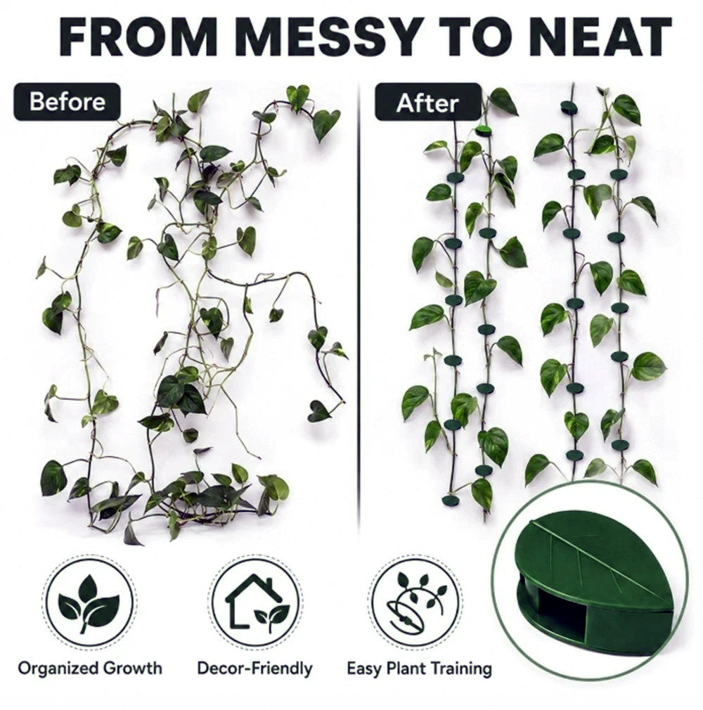 Before and after comparison of a vine with plant wall clip support organizing them neatly on the wall and text and icons indicating benefits.
