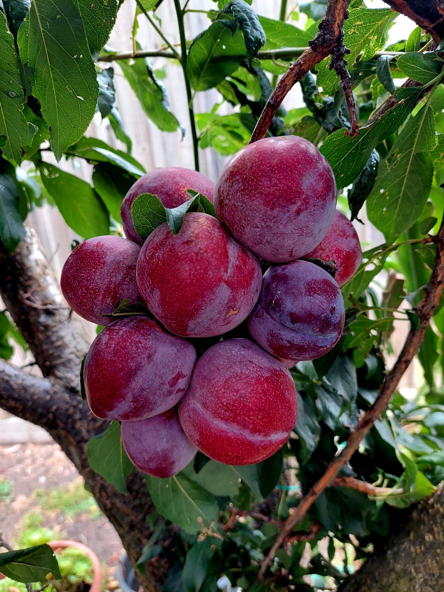 Red and purple American plums with branches and green leaves background. 