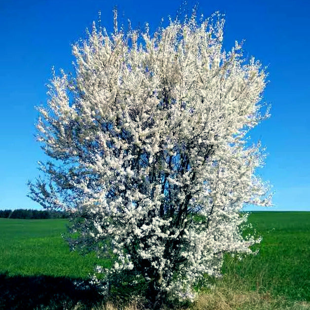 American plum tree blooming in green field with blue sky background. 