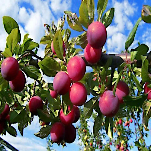 American plum fruits with cloudy blue sky background. 