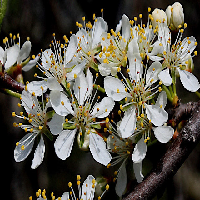 Close up view of American Plum flower with dark background. 