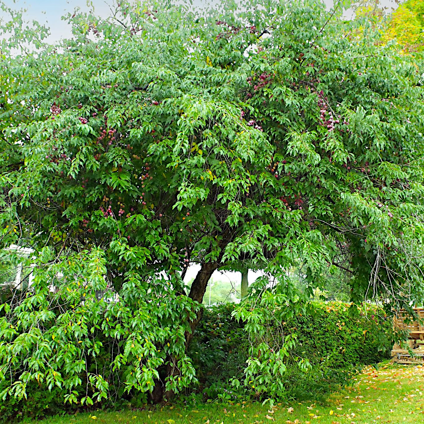 American plum tree full of fruits in yard landscape. Prunus americana