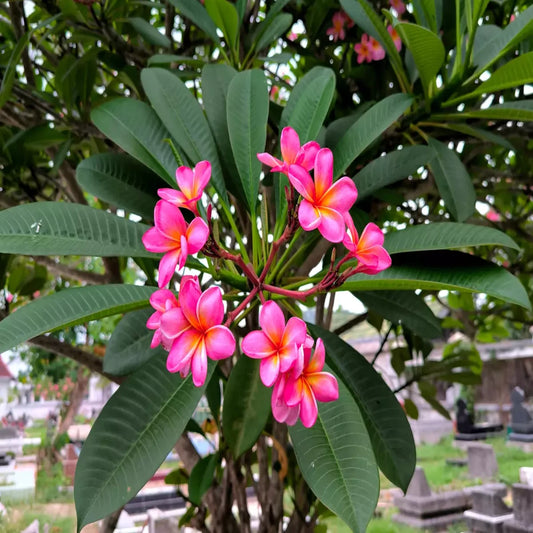 Pink red Plumeria rubra flowers with green leaves in a natural setting