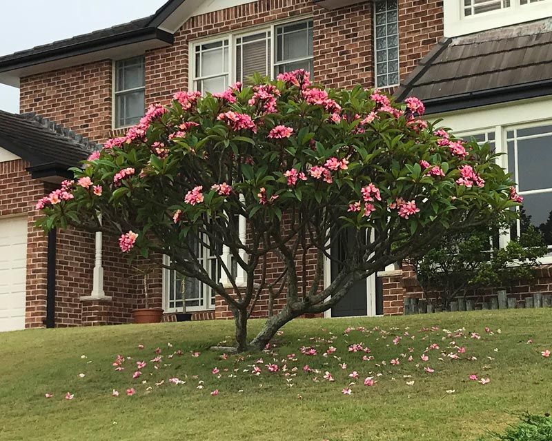 Large frangipani red plumeria landscaping in front yard.