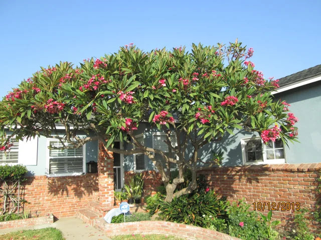 Large frangipani Red Plumeria tree landscape garden in front of house
