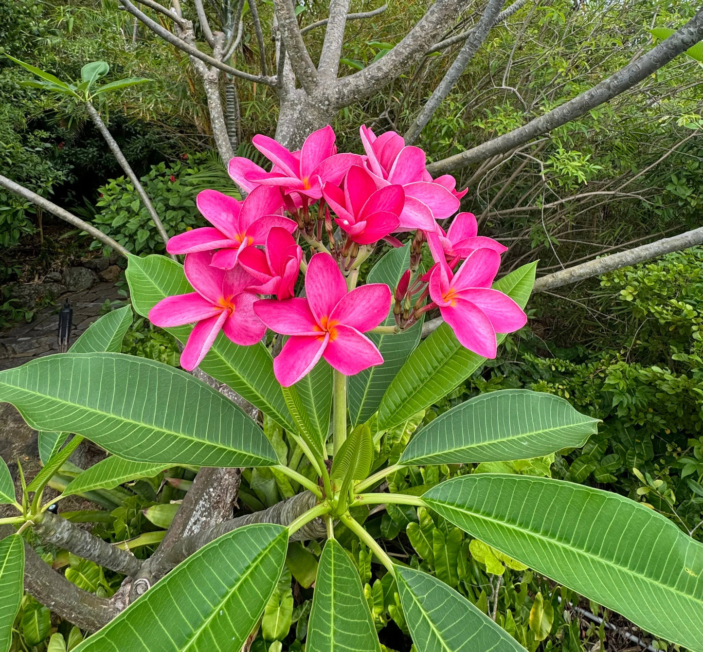 Plumeria rubra flowers in natural setting.