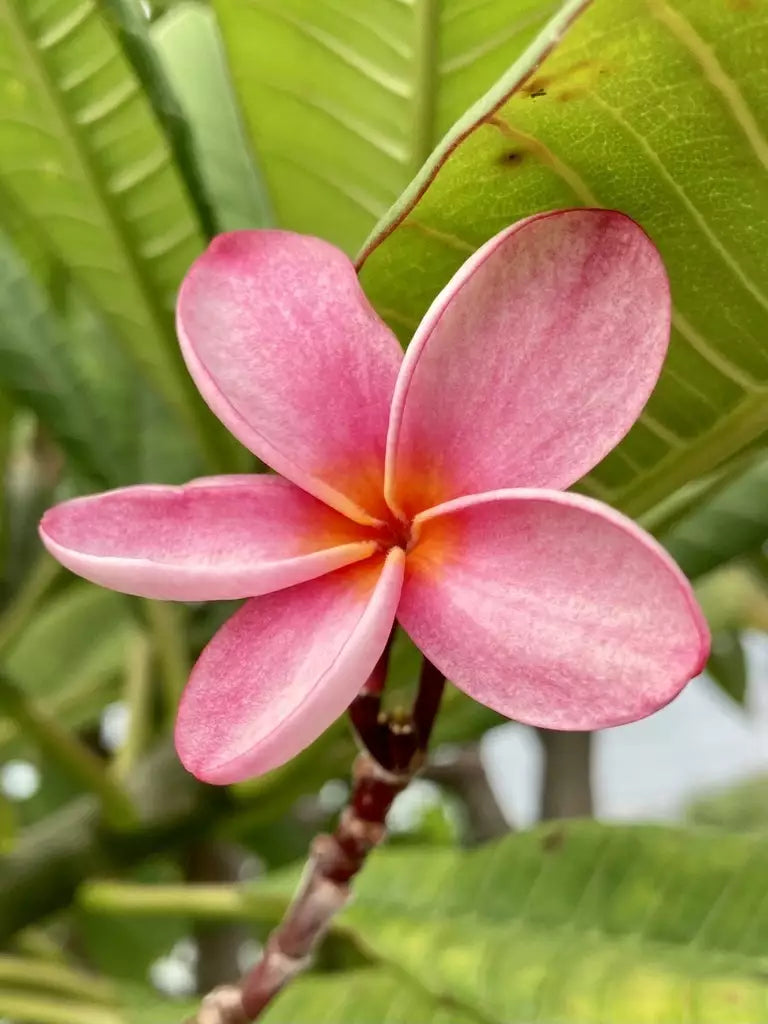Pink (Plumeria rubra) flower with green leaves in the background