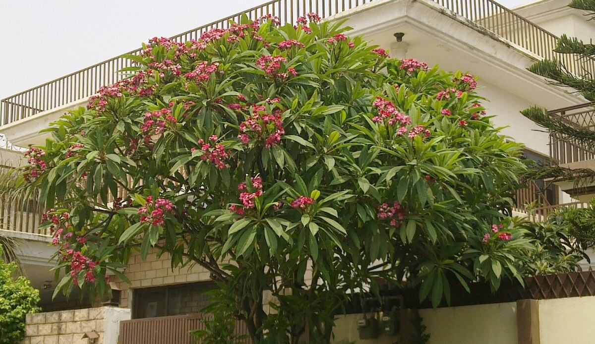 Large red plumeria tree landscape in front of building. 