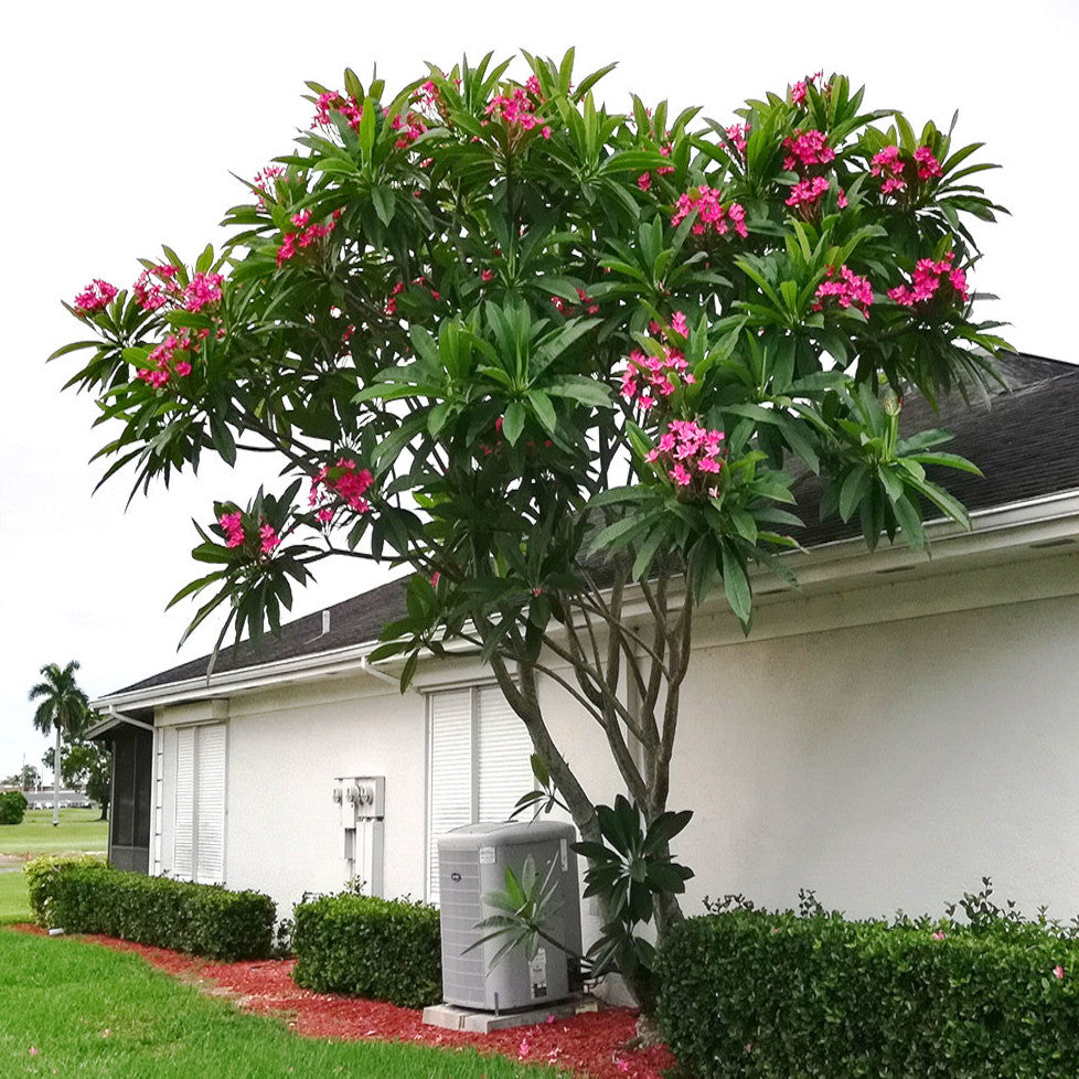Red plumeria tree with blooming flowers beside of house.
