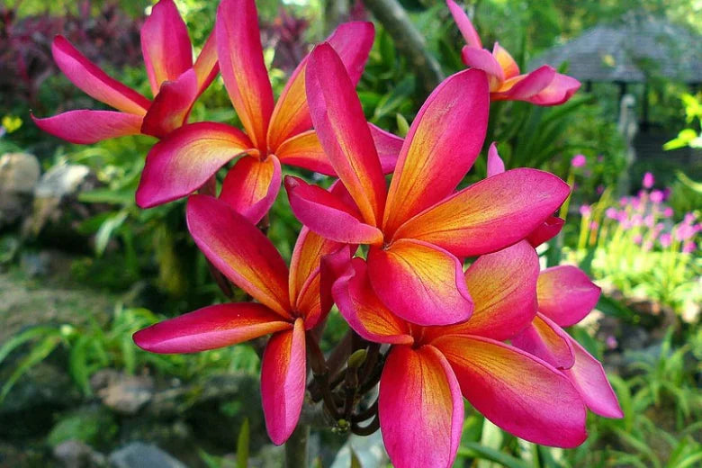 Close up of frangipani tree flowers in bloom.