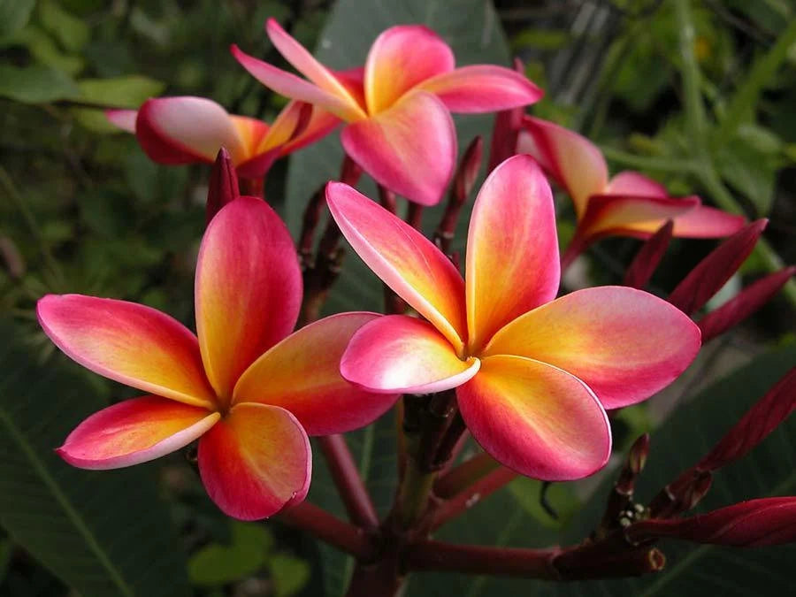 Close up of red plumeria tree flowers in bloom.