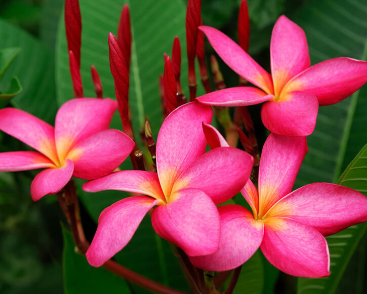 Close-up of Plumeria rubra pink flowers with green leaves in the background