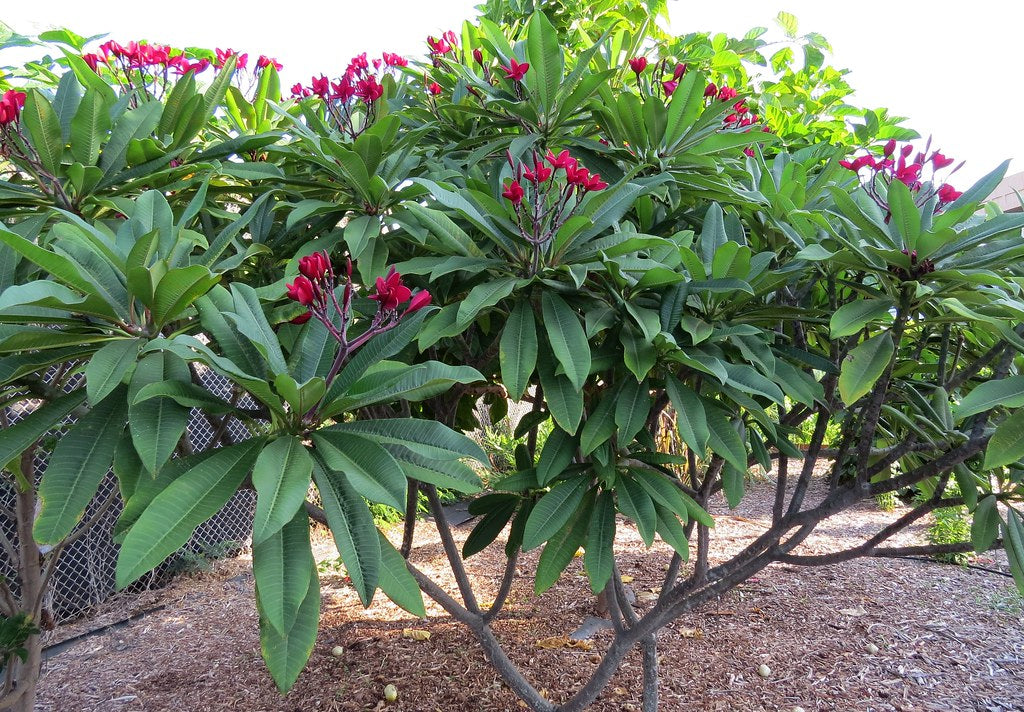 Floral red plumeria bush with red flowers and green leaves in a garden setting