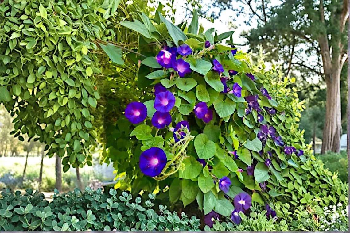 Morning glory Vine with purple flowers and green leaves in a garden setting. ‘Grandpa Ott’ (Ipomoea purpurea)